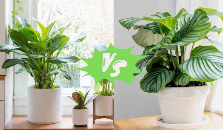 Aglaonema vs Calathea: Which Houseplant is Right for You?
