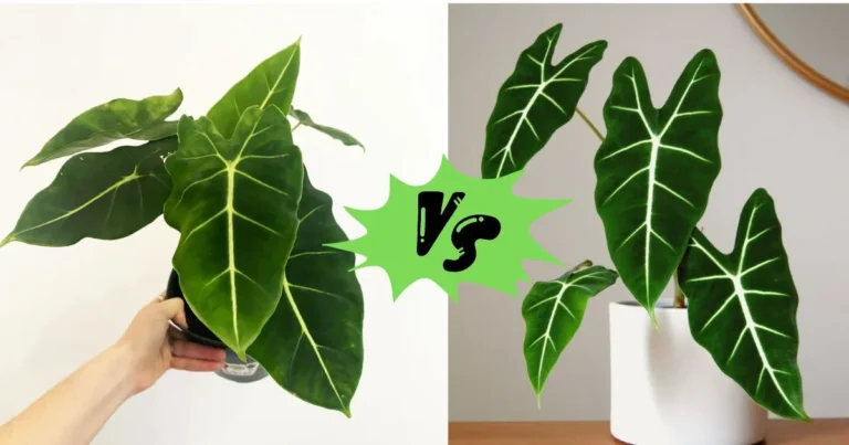 Alocasia Velvet Elvis vs Frydek: Comparing Two Unique Houseplants