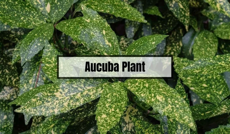 Aucuba Plant Problems: Common Issues and Solutions