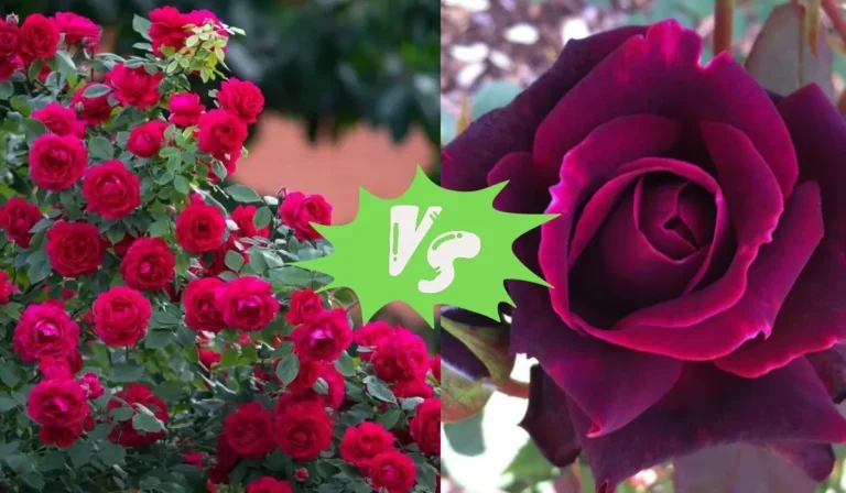 Brindabella Roses vs Knockout Roses: Which is the Better Choice for Your Garden?