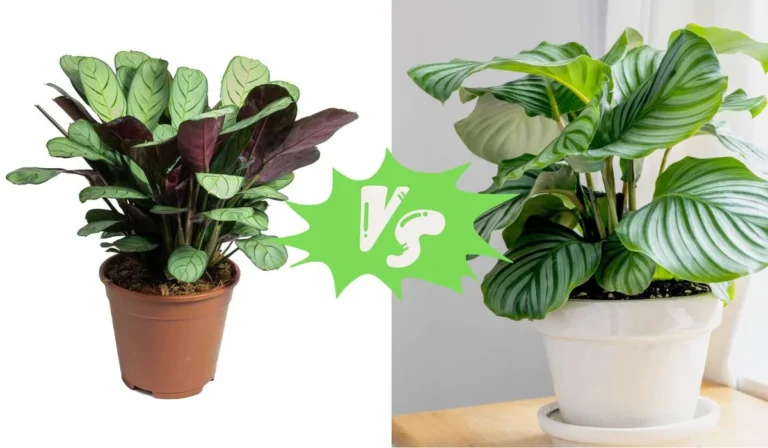 Ctenanthe vs Calathea: Which Houseplant is Right for You?