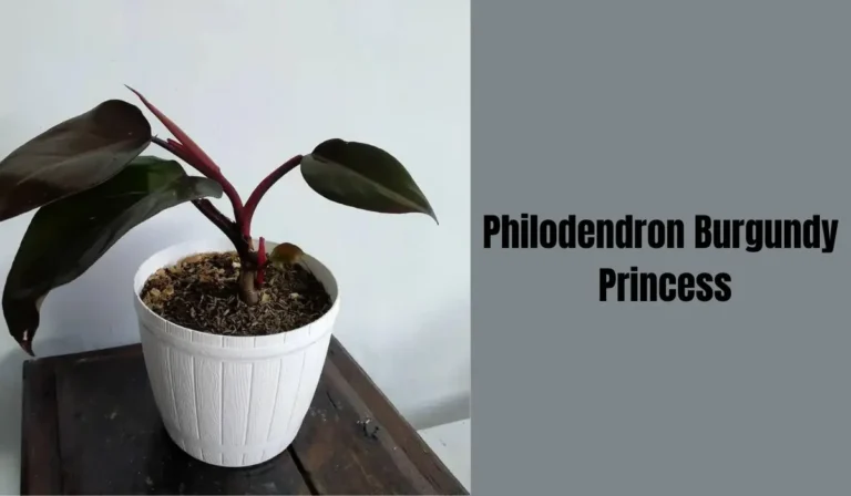 Philodendron Burgundy Princess: A Guide to Care and Maintenance