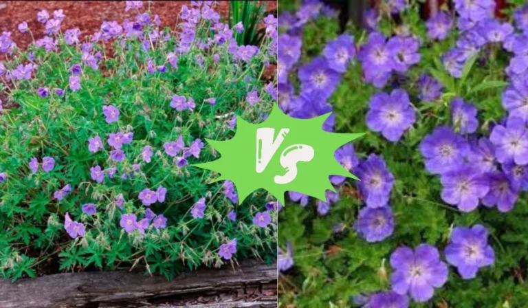 Geranium Brookside vs Johnson Blue: Which is the Best Choice for Your Garden?