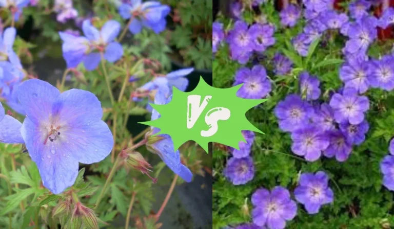 Geranium Johnson’s Blue vs Rozanne: Which One Is Right for Your Garden?