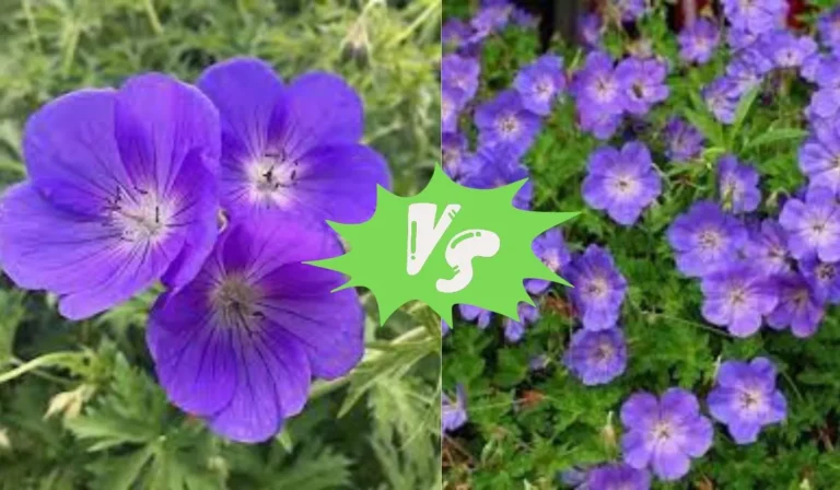 Geranium Orion vs Rozanne: Which is the Best Perennial for Your Garden?