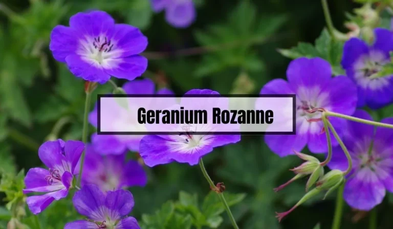 Geranium Rozanne Problems: Common Issues and How to Solve Them