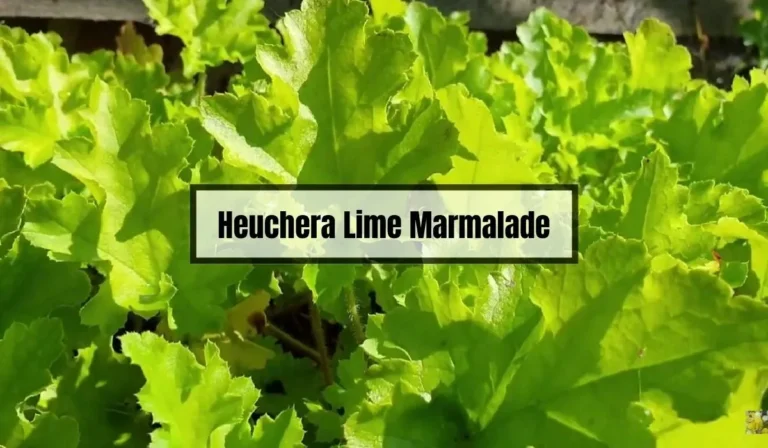 Heuchera Lime Marmalade Problems: Common Issues and Solutions