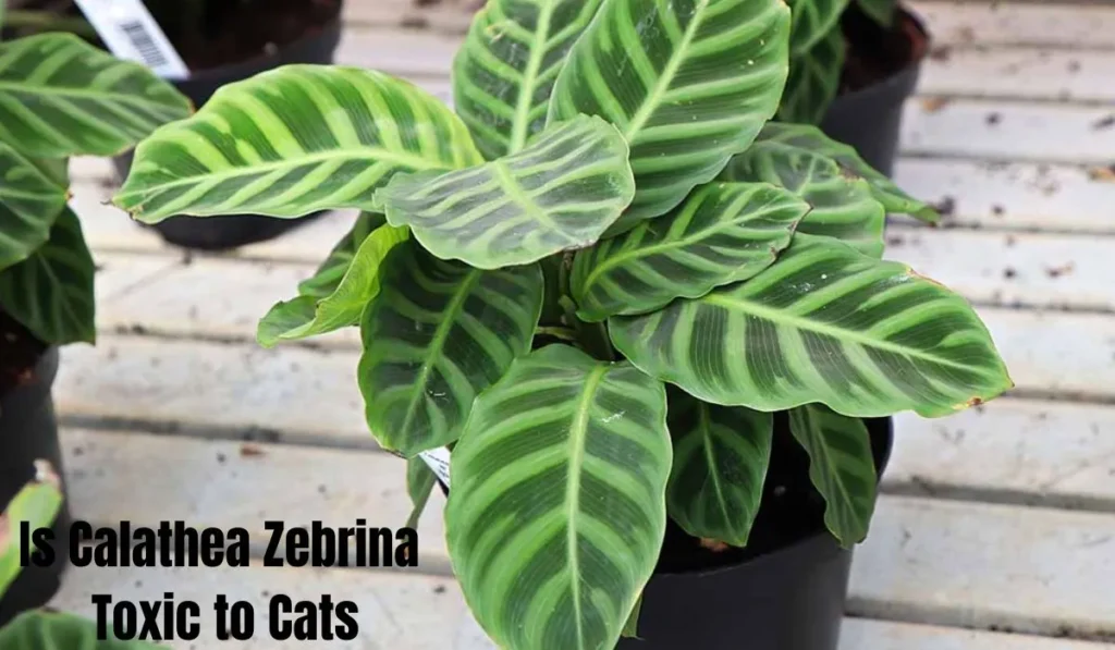 Is Calathea Zebrina Toxic to Cats