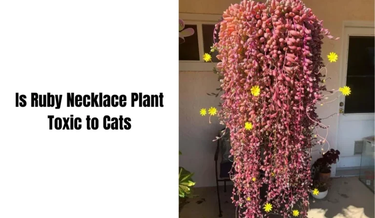 URGENT: Is Ruby Necklace Plant Toxic to Cats? You Need to Know This NOW!