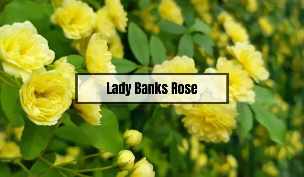 Lady Banks Rose Problems