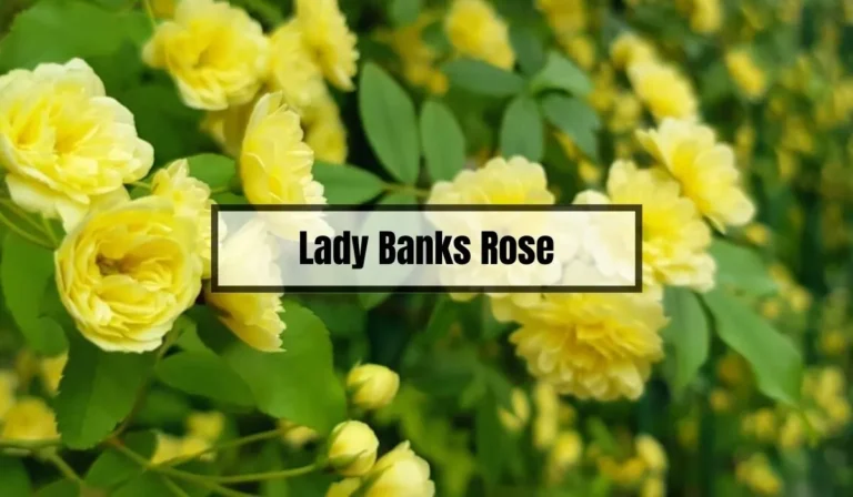 Lady Banks Rose Problems: Common Issues and How to Solve Them