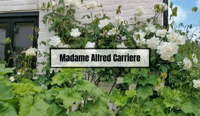 Madame Alfred Carriere Problems: Common Issues and Solutions