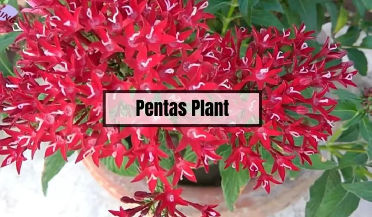 Pentas Plant Problems: Common Issues and Solutions