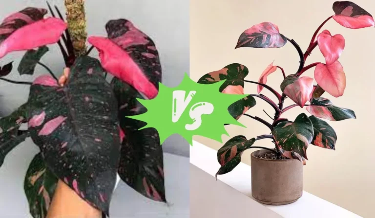 Philodendron Black Cherry vs Pink Princess: A Side-by-Side Comparison