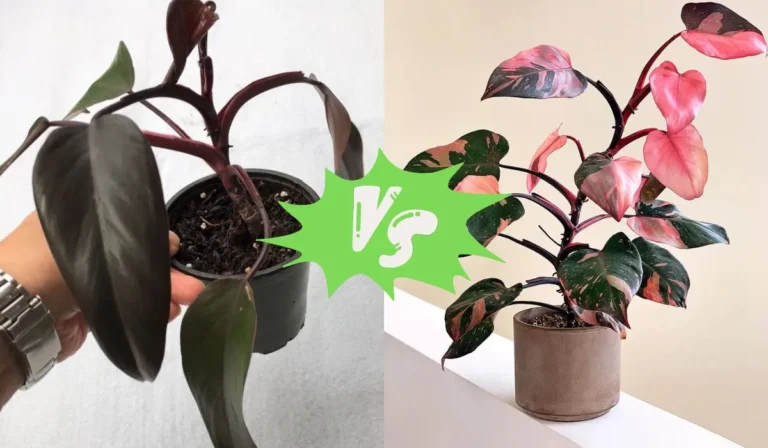 Deciding Between Philodendron Burgundy Princess vs Pink Princess? Experts Explain What You Need to Know