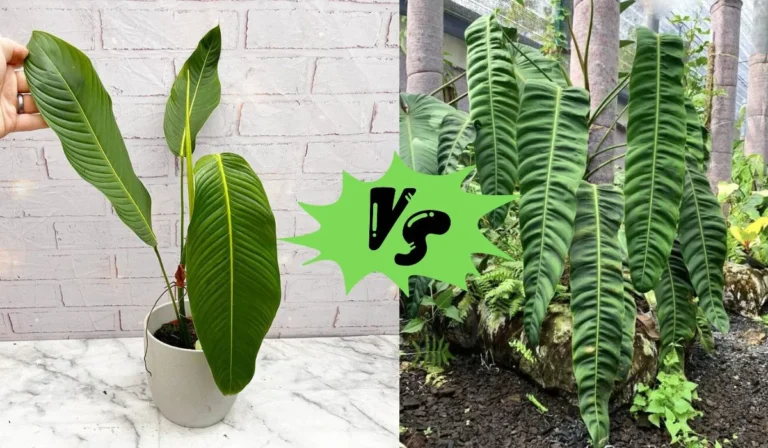Philodendron Heterocraspedon vs Patriciae: A Friendly Comparison