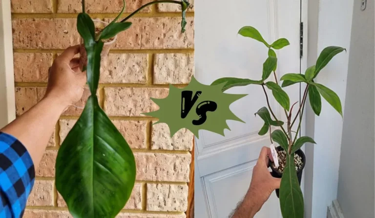 Philodendron Joepii vs 69686: Which is the Better Houseplant?