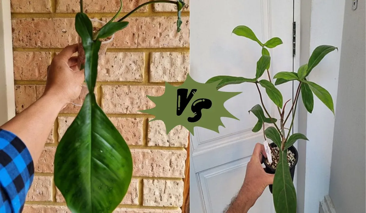 Philodendron Joepii vs 69686: Which is the Better Houseplant? - Garden ...