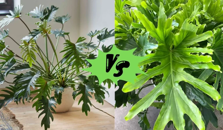 Philodendron Lickety Split vs Selloum: Which is the Best for Your Home?