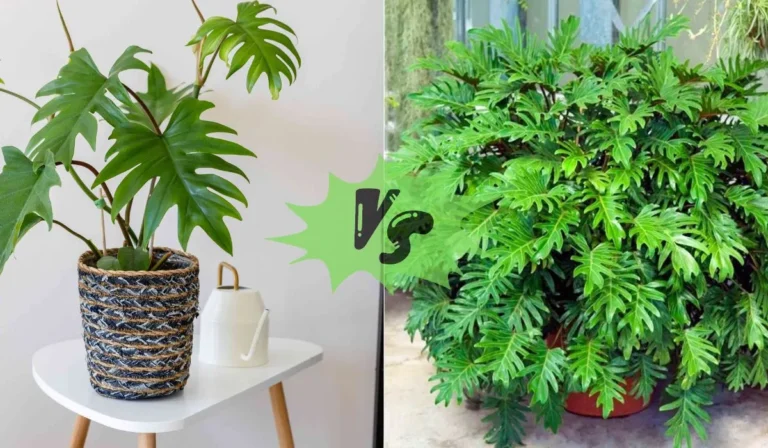 Philodendron Mayoi vs Tahiti: Which One Is Right for You?