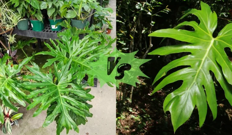 Philodendron Radiatum vs Selloum: A Grower’s Guide to Cultivating Indoor Green Marvels