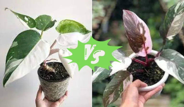 Philodendron Red Anderson vs White Knight: Which is the Best Fit for Your Home?