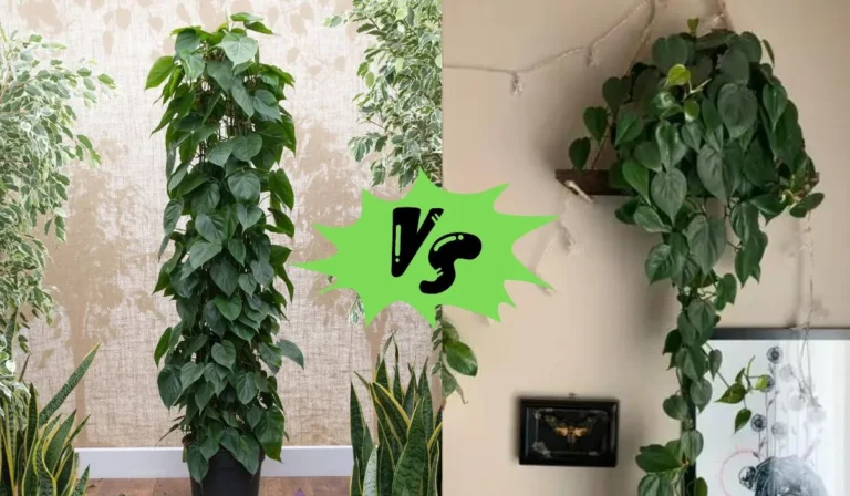 Philodendron Scandens vs Cordatum: Which One is Right for You?