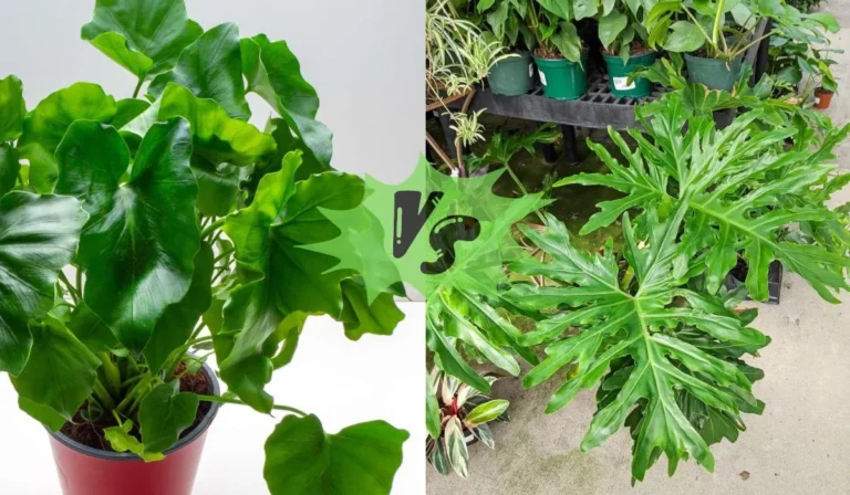 Philodendron Shangri La vs Selloum: Which One is Right for You?