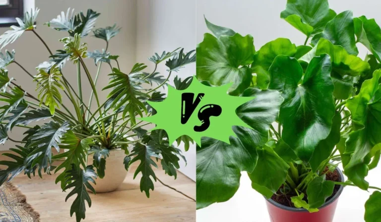 Philodendron Shangri La vs Xanadu: Which is the Best Indoor Plant for You?