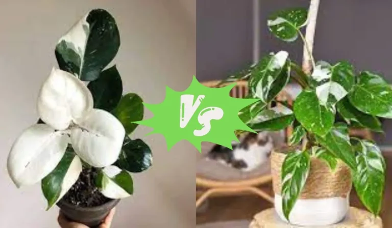 Philodendron White Wizard vs White Princess: Which One to Choose?
