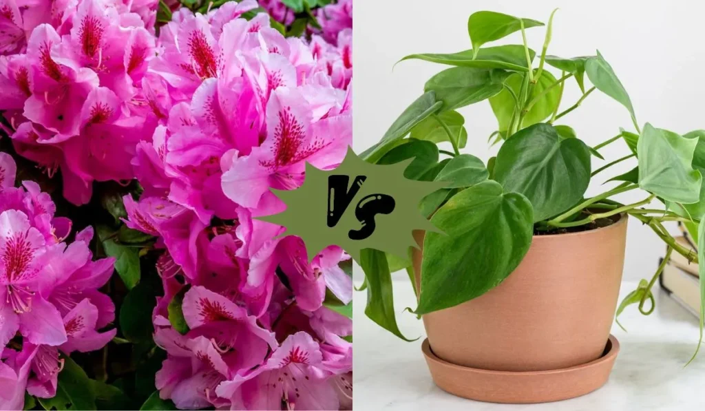 Philodendron vs Rhododendron
