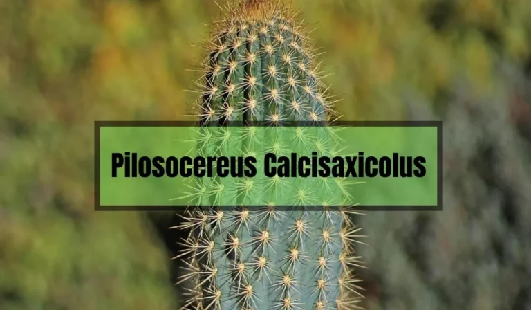 Pilosocereus Calcisaxicolus: A Rare and Fascinating Cactus Species