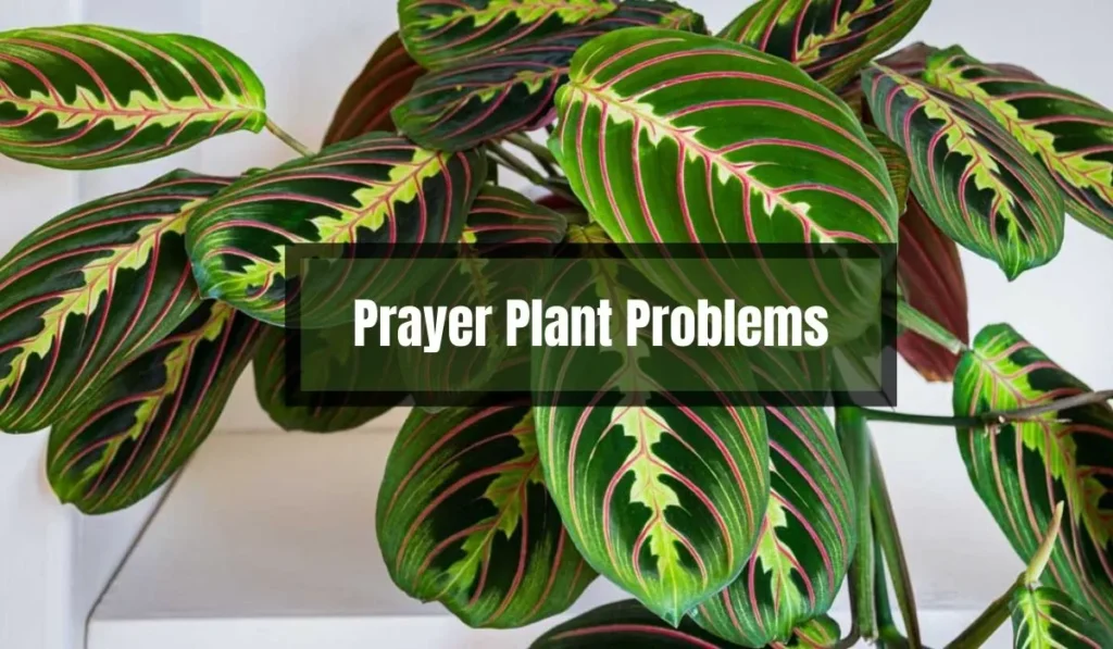 Prayer Plant Problems