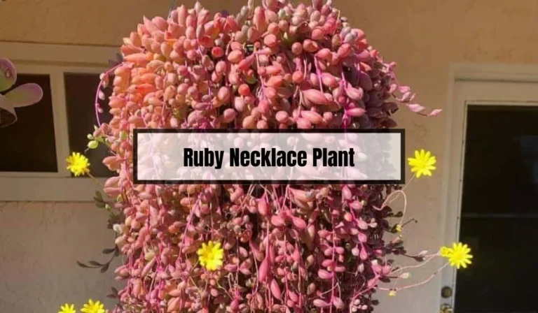 Ruby Necklace Plant Problems: Common Issues and How to Solve Them