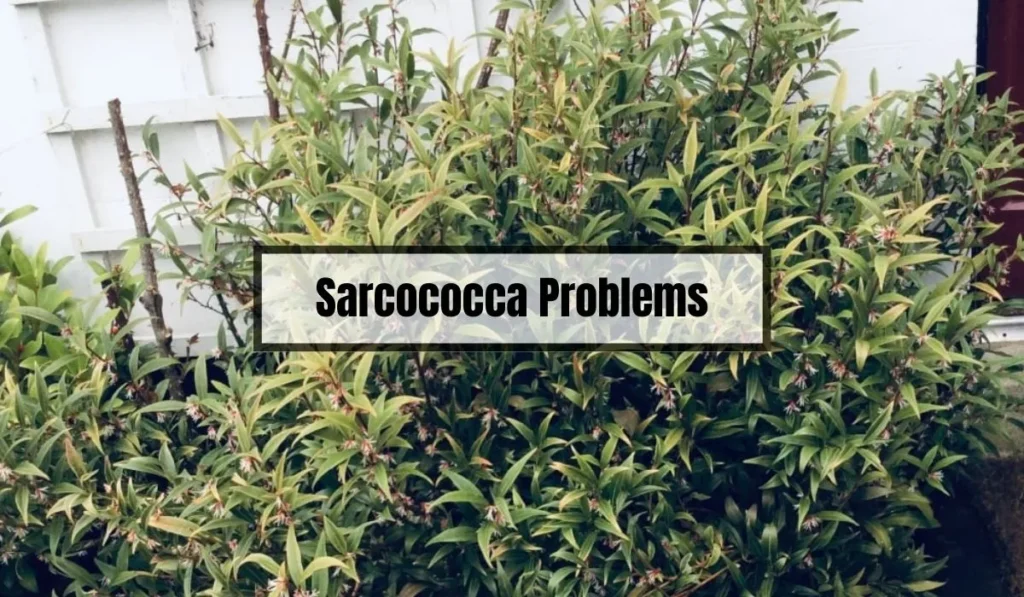 Sarcococca Problems