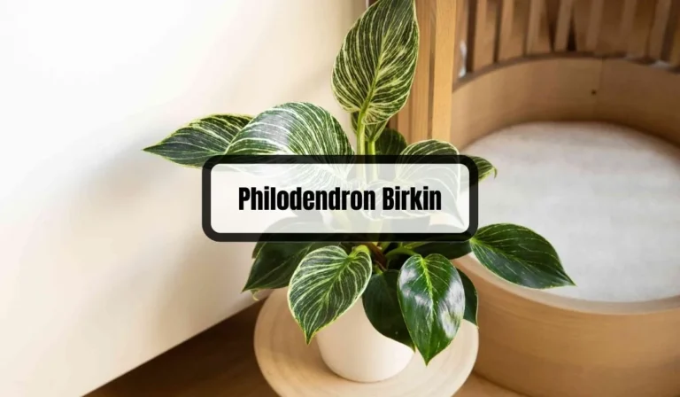 Philodendron Birkin Problems: Common Issues and How to Solve Them