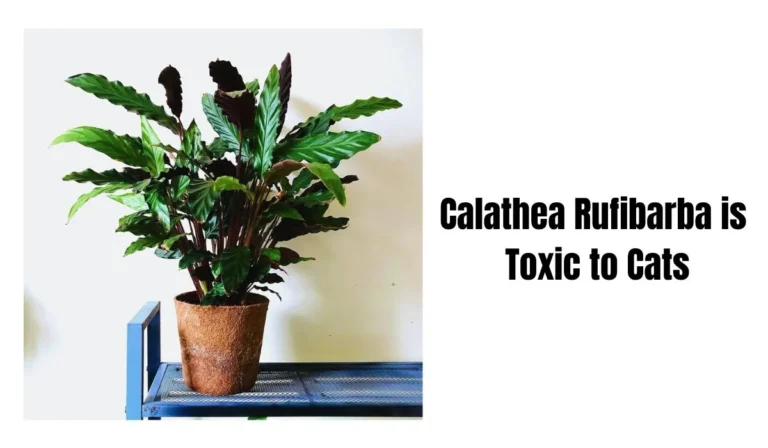 Warning: Calathea Rufibarba is Toxic to Cats
