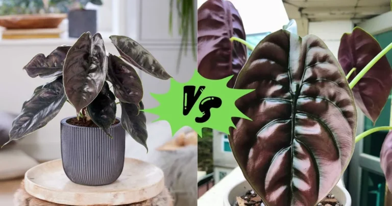 Should You Choose Alocasia Azlanii or Cuprea? Experts Explain Key Differences and Care Tips