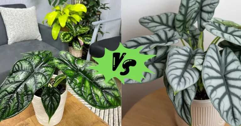 Alocasia Dragon Scale vs Silver Dragon: Which Is the Best Fit for Your Home?