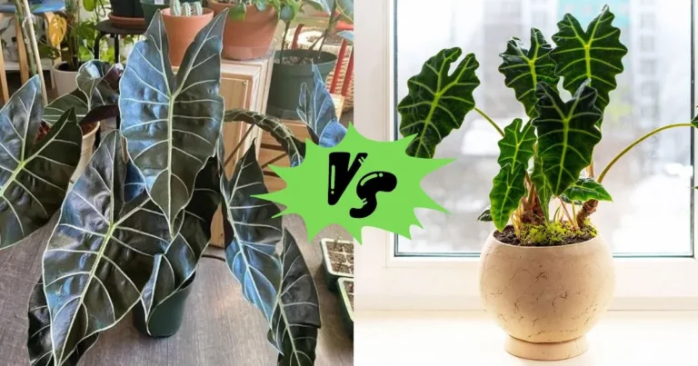 Alocasia Dragon Tooth vs Polly: Which Houseplant is Right for You?