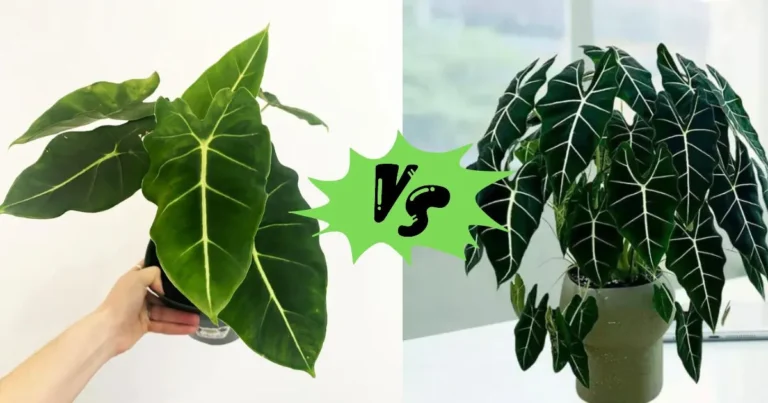 Urban Gardeners’ Choice: Alocasia Frydek vs Black Velvet – Best for Small Spaces?