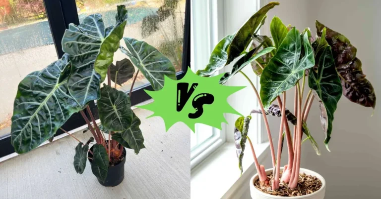 Alocasia Nairobi Nights vs Pink Dragon: Which is the Better Houseplant?