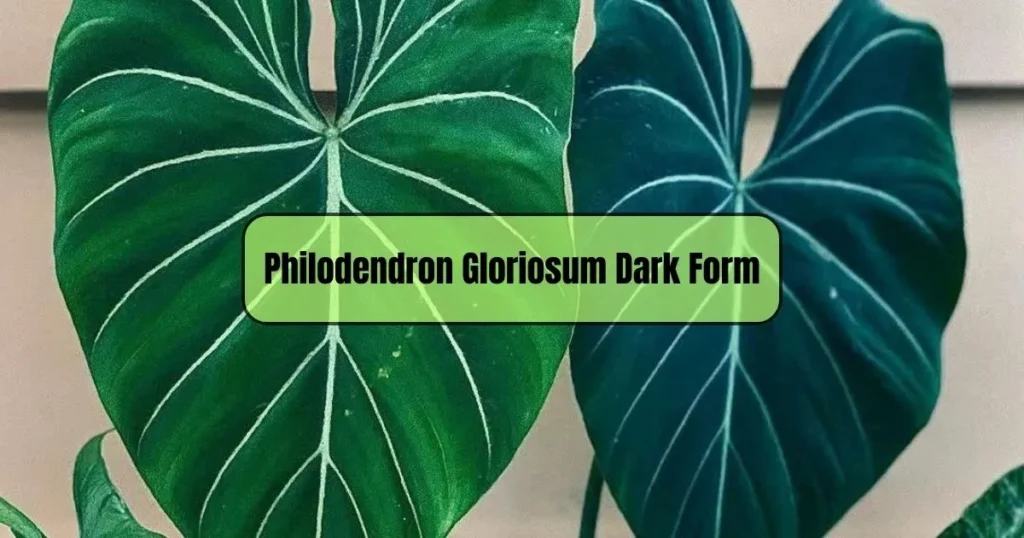 Philodendron Gloriosum Dark Form