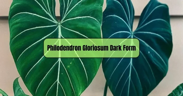 Discover the Beauty of Philodendron Gloriosum Dark Form