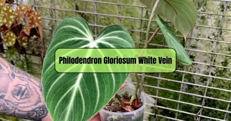 Philodendron Gloriosum White Vein: A Rare and Stunning Houseplant