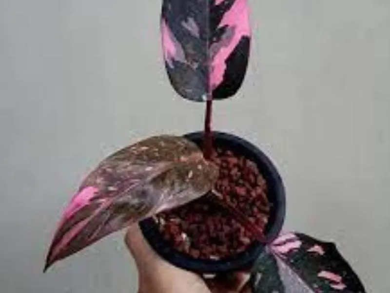 Philodendron Black Cherry