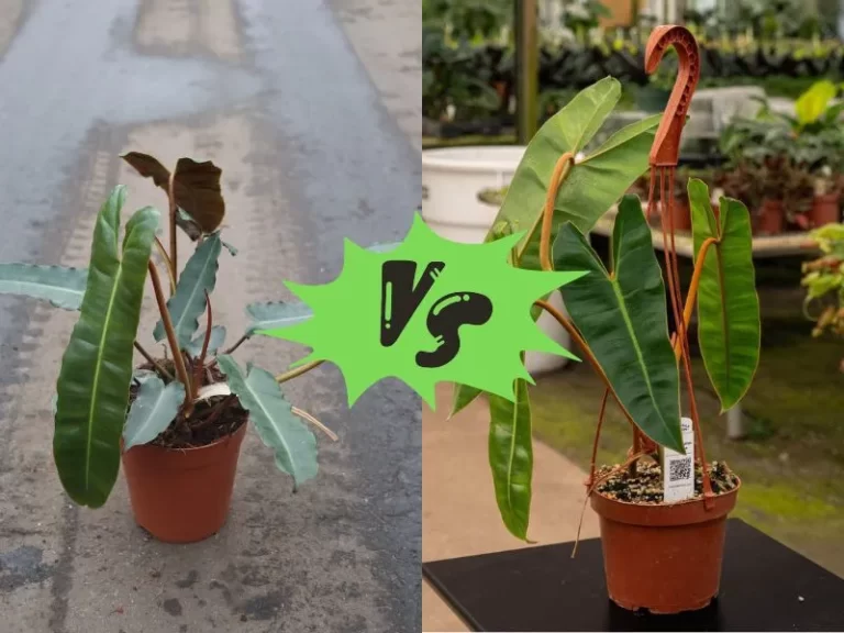 Choosing Between Philodendron Atabapoense and Billietiae – My Quest for the Perfect Houseplant and the Surprising Discovery