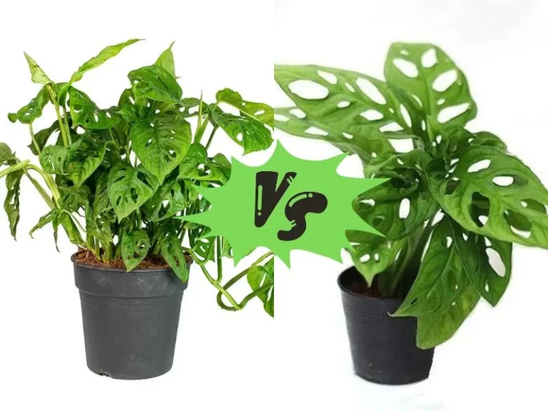 Philodendron Broken Heart vs Monstera Adansonii: Which One Is Right for You?