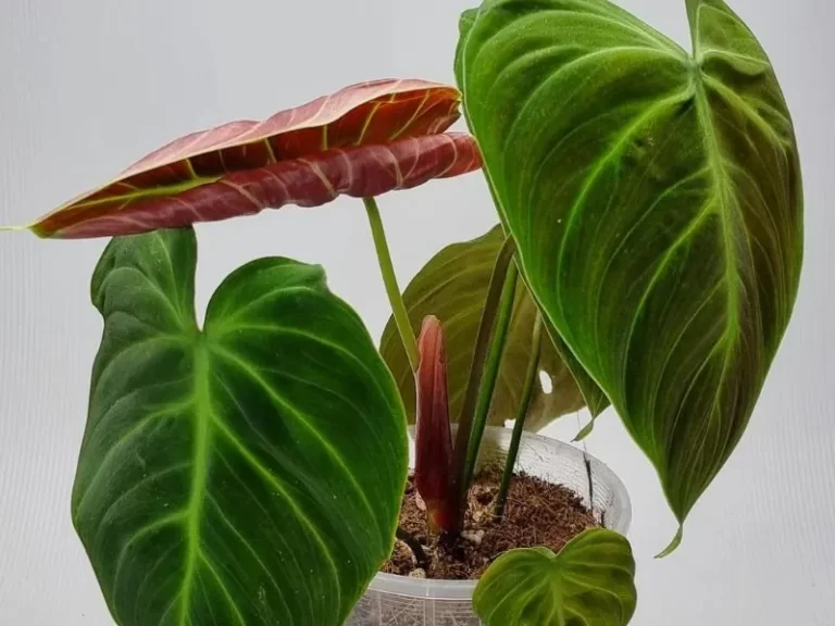 Discover the Mesmerizing Beauty of Philodendron El Choco Red: Must-Have for Indoor Gardeners