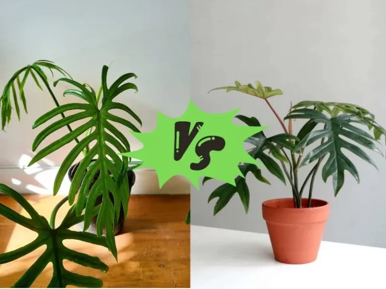 Ultimate Guide to Choosing: Philodendron Elegans vs Mayoi – Discover the Best Houseplant for Your Home